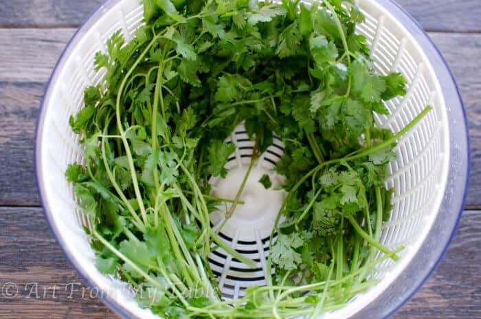 Freshly washed cilantro in a salad spinner.