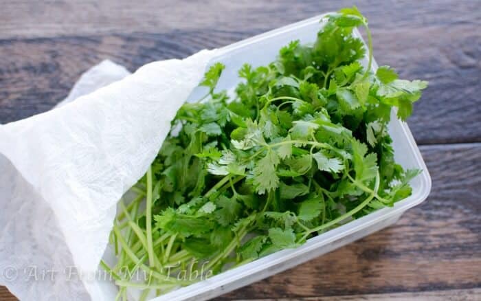 Fresh cilantro in a tupperware container covered with a damp paper towel.